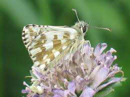 Attēlu rezultāti vaicājumam “Pyrgus alveus”