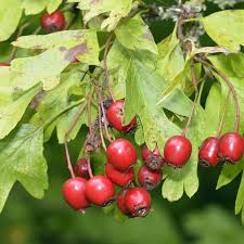 Attēlu rezultāti vaicājumam “Crataegus monogyna fruit”