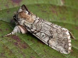 Attēlu rezultāti vaicājumam “Achlya flavicornis”