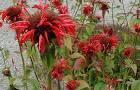 File:<b>Monarda</b>-didyma.JPG