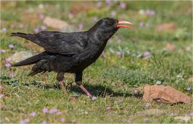 Image result for Pyrrhocorax pyrrhocorax