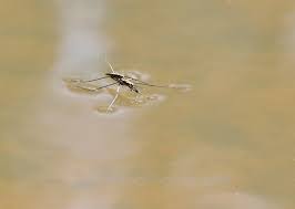 Attēlu rezultāti vaicājumam “Aquarius najas”