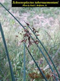 Attēlu rezultāti vaicājumam “Schoenoplectus lacustris subsp. glaucus”