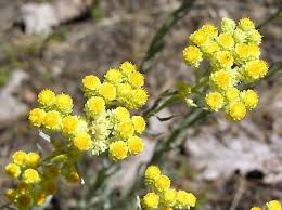 Attēlu rezultāti vaicājumam “Helichrysum arenarium leaf”