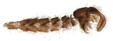 Attēlu rezultāti vaicājumam “Micropterix aureatella”