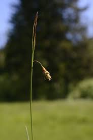 Attēlu rezultāti vaicājumam “Carex limosa”