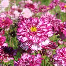 Image result for Cosmos bipinnatus `Double Click`