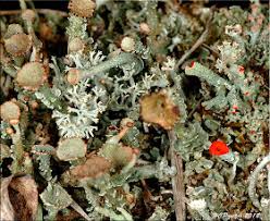 Attēlu rezultāti vaicājumam “Cladonia mitis”