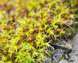 Attēlu rezultāti vaicājumam “Grimmia muehlenbeckii sporophyte”