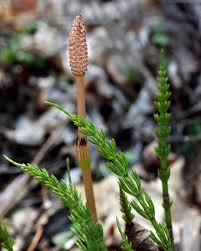 Attēlu rezultāti vaicājumam “Equisetum”