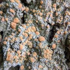 Attēlu rezultāti vaicājumam “Icmadophila ericetorum”