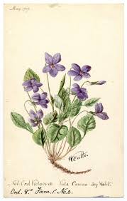 Attēlu rezultāti vaicājumam “Viola canina fruit”