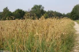 Attēlu rezultāti vaicājumam “Bromus secalinus”