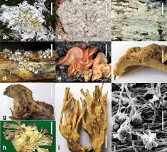 Attēlu rezultāti vaicājumam “Sebacina incrustans”