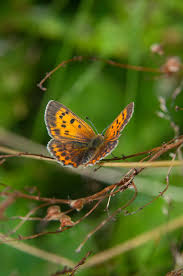 Attēlu rezultāti vaicājumam “Lycaena virgaureae female”