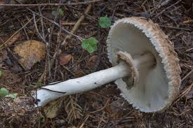 Attēlu rezultāti vaicājumam “Macrolepiota rhacodes var. bohemica”