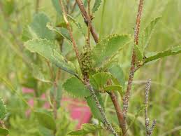 Attēlu rezultāti vaicājumam “Betula humilis”