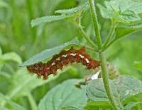 Attēlu rezultāti vaicājumam “Acronicta megacephala larva”