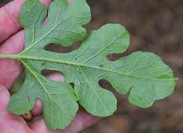 Attēlu rezultāti vaicājumam “Citrullus lanatus leaf”