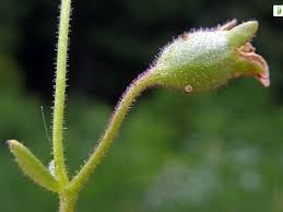 Attēlu rezultāti vaicājumam “Saxifraga cymbalaria fruit”