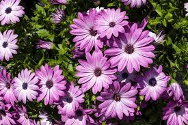 Image result for Dimorphotheca pluvialis