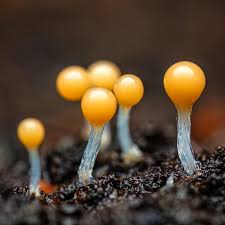 Attēlu rezultāti vaicājumam “myxomicetes”