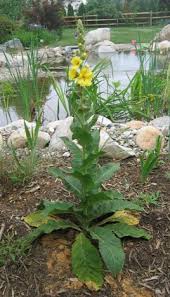 Image result for Verbascum densiflorum