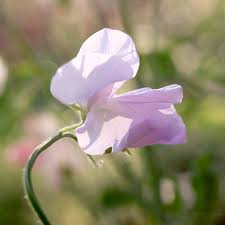 Attēlu rezultāti vaicājumam “Lathyrus”