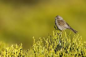 Attēlu rezultāti vaicājumam “Prunella modularis”