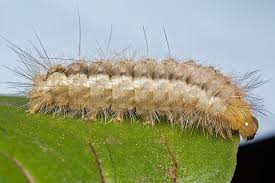 Attēlu rezultāti vaicājumam “Spilosoma lutea larva”