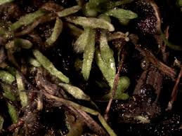 Attēlu rezultāti vaicājumam “Riccia canaliculata”