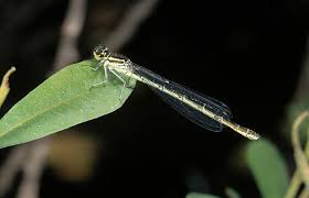 Attēlu rezultāti vaicājumam “Coenagrion hastulatum”