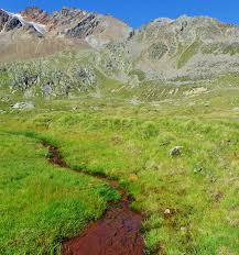Attēlu rezultāti vaicājumam “Bryum neodamense”