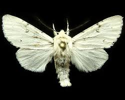 Attēlu rezultāti vaicājumam “Acronicta leporina larva”