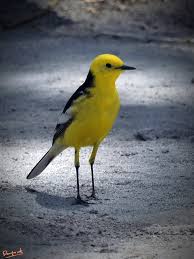 Attēlu rezultāti vaicājumam “Motacilla citreola”