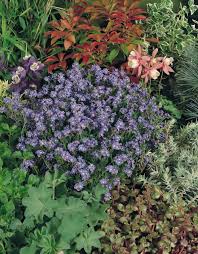 Attēlu rezultāti vaicājumam “Myosotis sylvatica leaf”