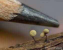 Attēlu rezultāti vaicājumam “Physarum oblatum macro”