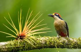 Image result for Zoothera sibirica