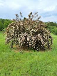 Attēlu rezultāti vaicājumam “Physocarpus opulifolius”