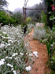Image result for Lychnis coronaria alba