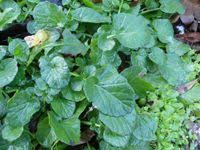 Attēlu rezultāti vaicājumam “Barbarea vulgaris subsp. arcuata fruit”