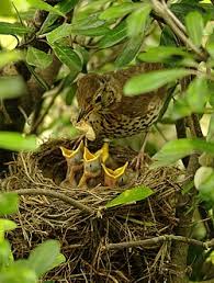 Attēlu rezultāti vaicājumam “Turdus viscivorus nest”