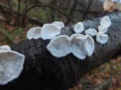 Attēlu rezultāti vaicājumam “Plicatura nivea”