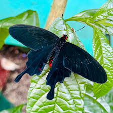Attēlu rezultāti vaicājumam “Papilionidae”