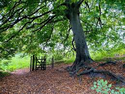 Image result for Devizes Dazzlers