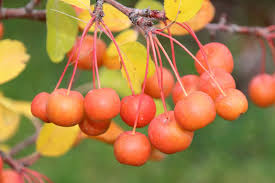 Attēlu rezultāti vaicājumam “Malus x zumi”
