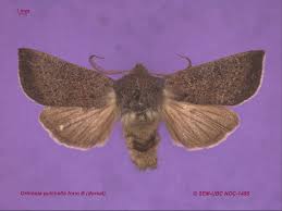 Attēlu rezultāti vaicājumam “Orthosia sp.”