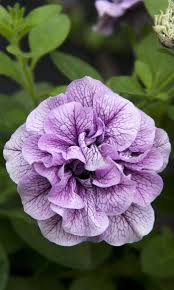 Image result for Petunia hybrida