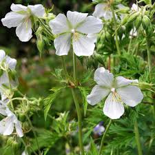 Image result for Geranium pratense