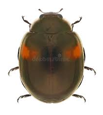 Attēlu rezultāti vaicājumam “Adalia decempunctata”